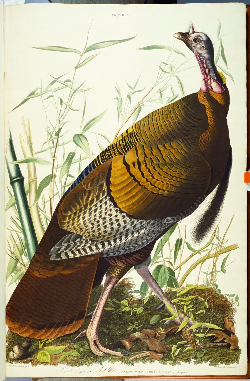 Nagy amerikai Beck hím. Vad pulyka alkotó: John James Audubon