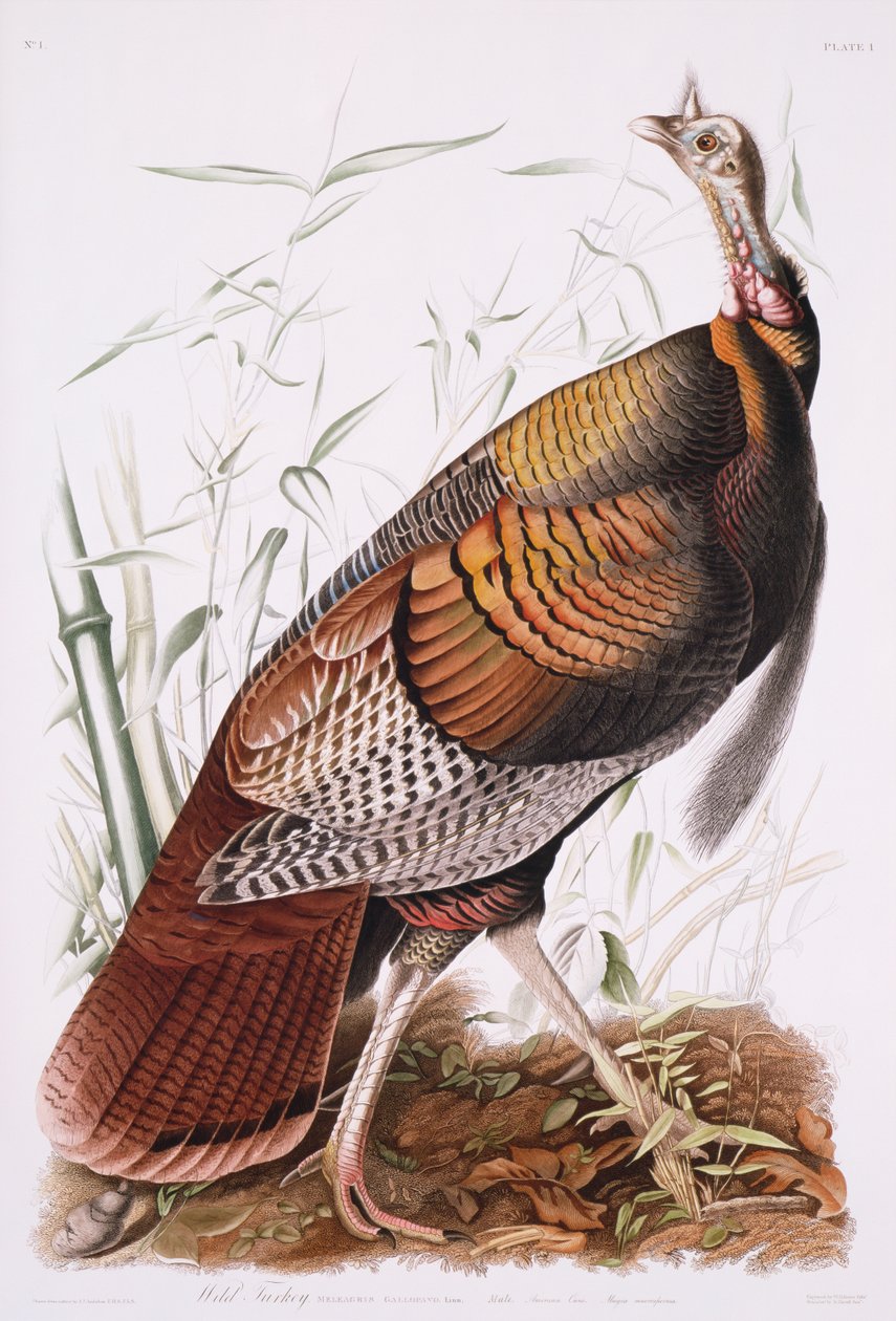 Nagy amerikai kakas, vagy vadpulyka alkotó: John James Audubon