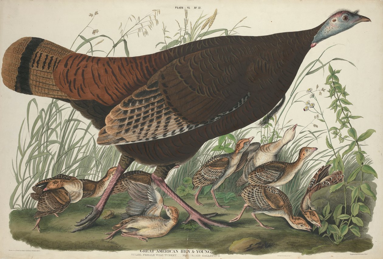 Nagy amerikai tyúk és fiatalok, 1827 alkotó: John James Audubon