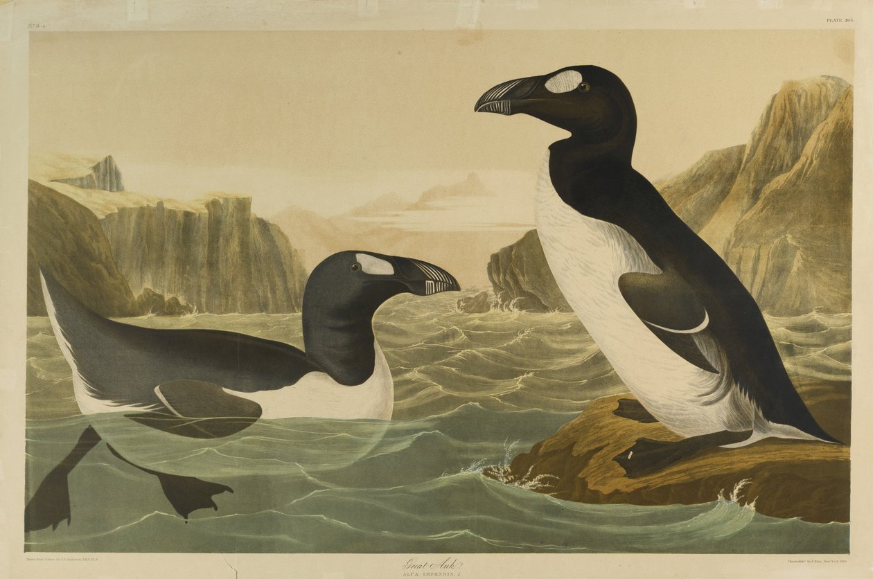 Great Auk, Julien Bien nyomta és Roe Lockwood & Son adta ki, 1861 (kromolitográfia) alkotó: John James Audubon