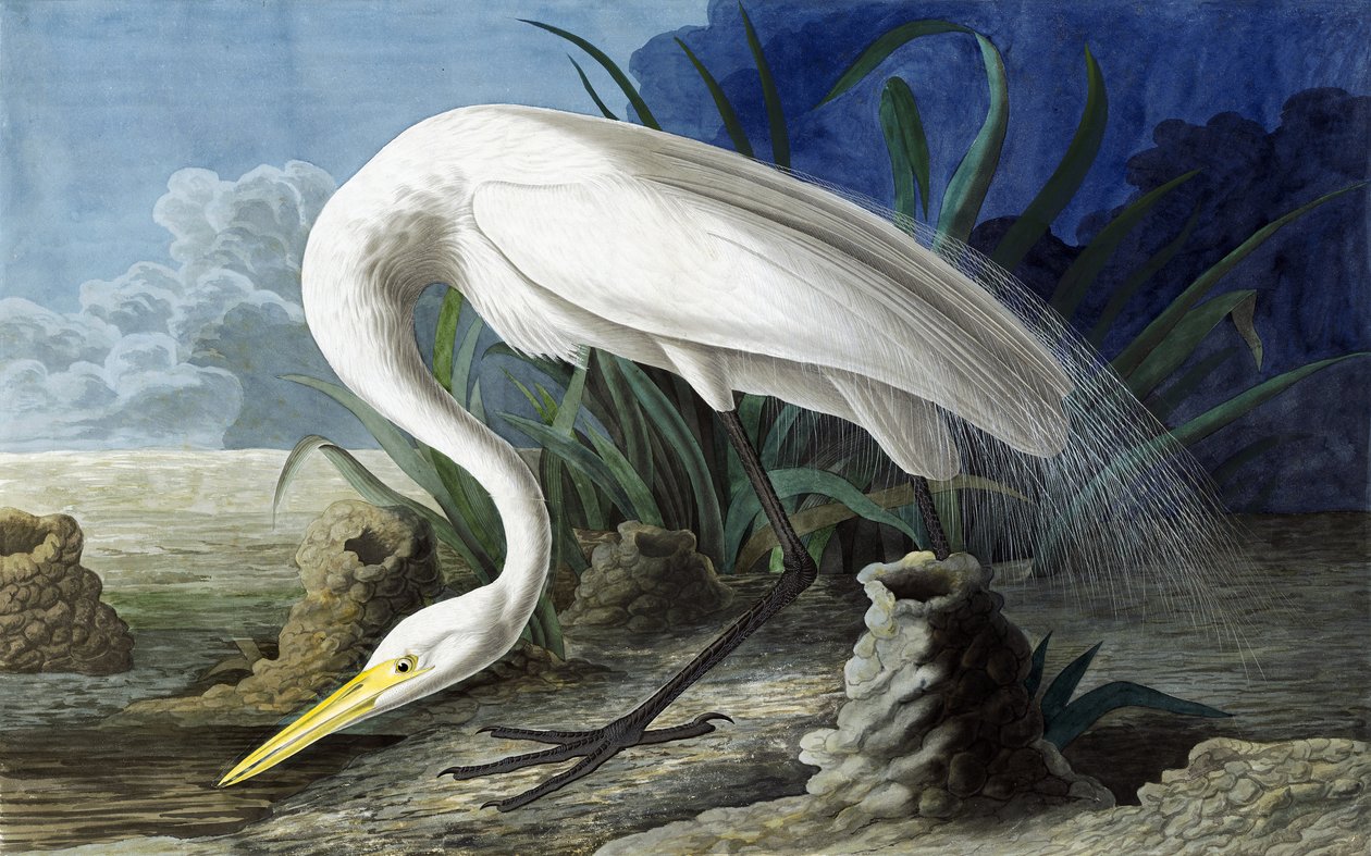 Nagy kócsag, Casmerodius Albus, a "The Birds of America"-ból, John J. Audubon, pub. 1827-38 alkotó: John James Audubon