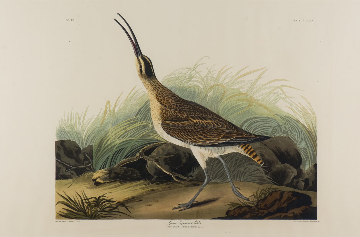 Great Esquimaux Curlew, 1835 (wc papíron) alkotó: John James Audubon