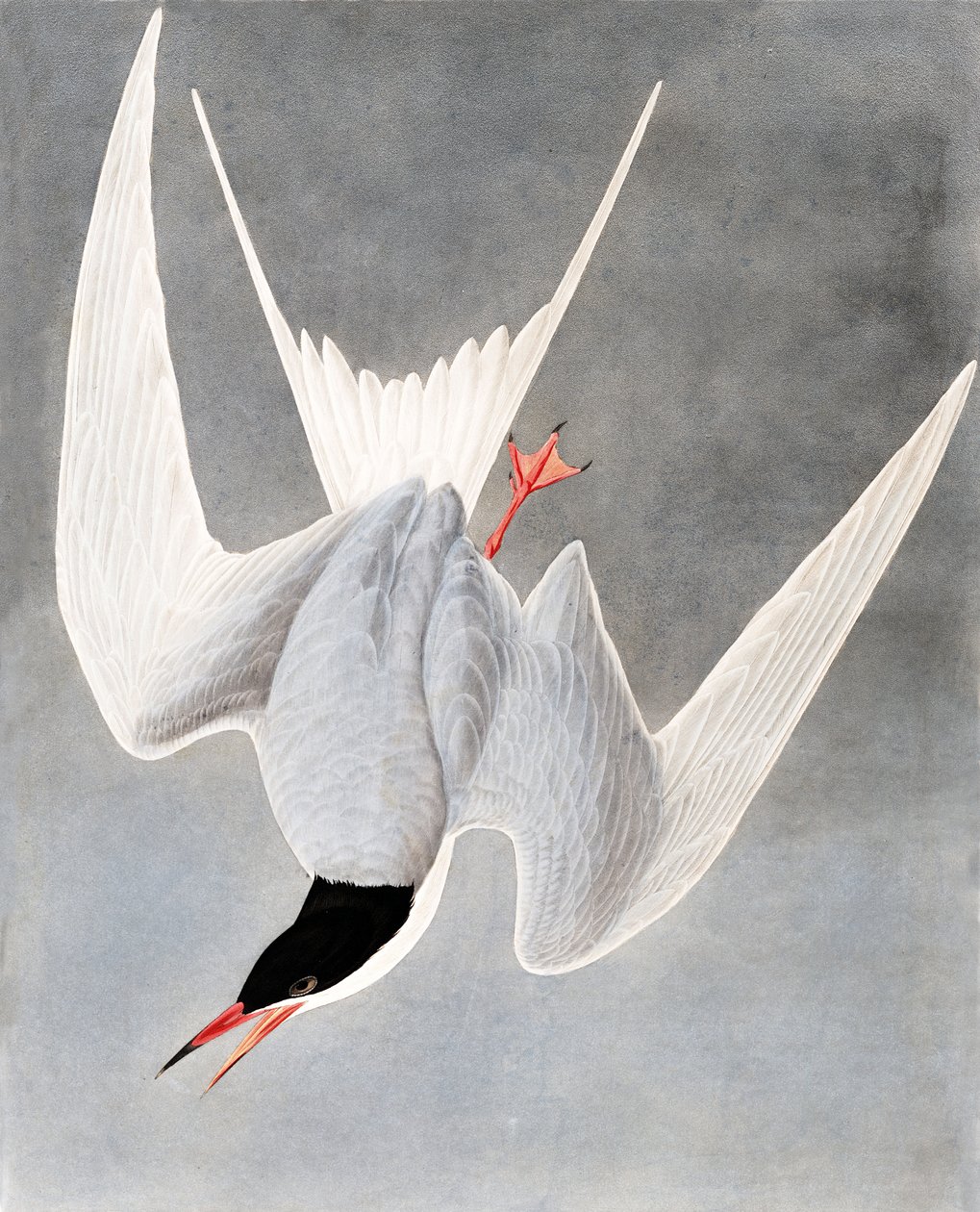 Nagy csér, Sterna Hirundo, John J. Audubon "The Birds of America"-ból, pub. 1827-38 alkotó: John James Audubon