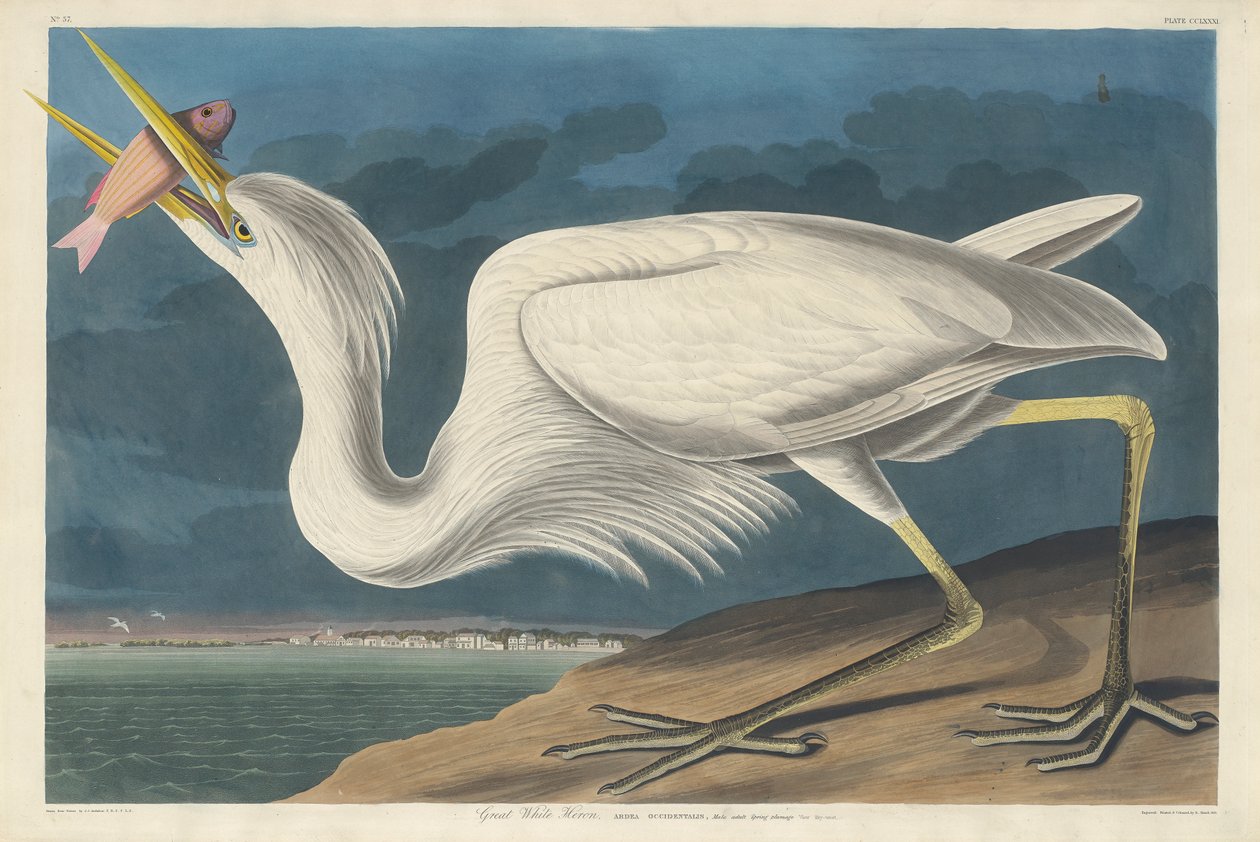 Fehér kócsag, 1835 alkotó: John James Audubon