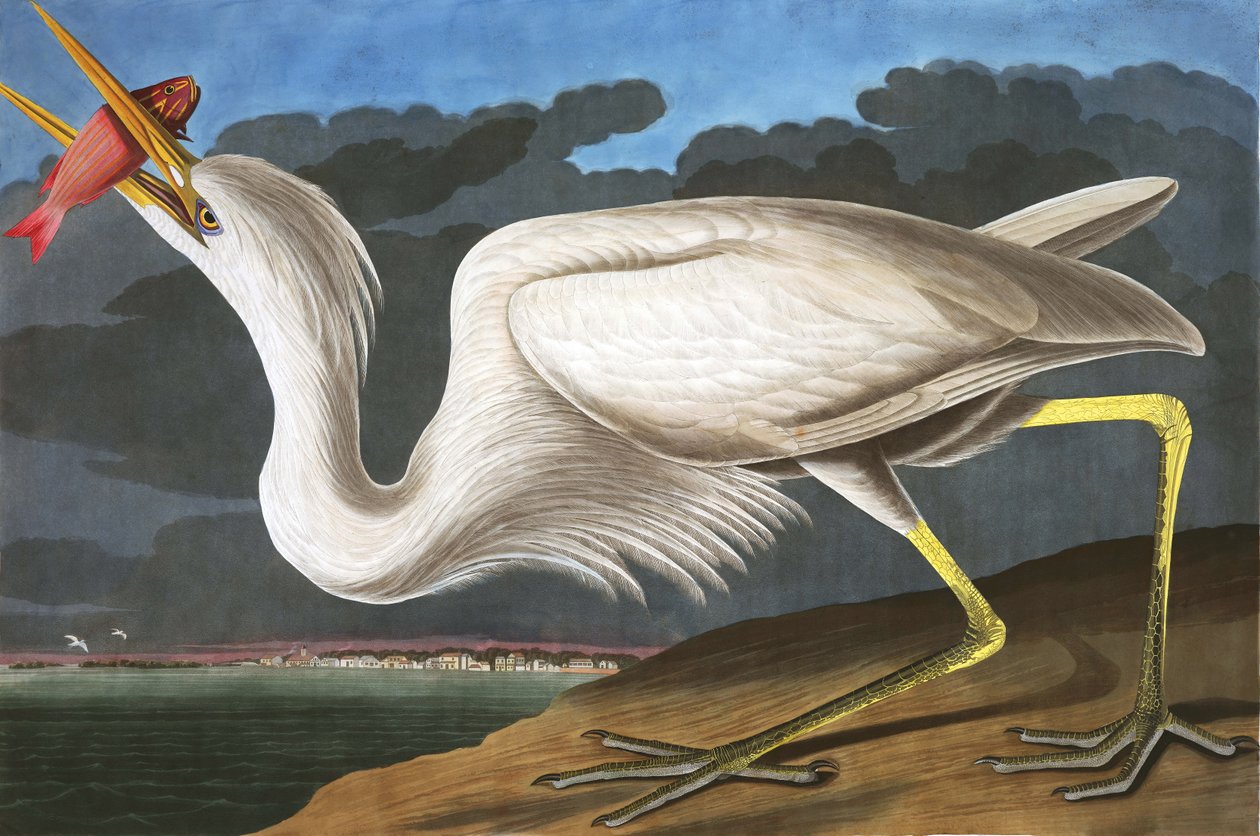 Nagy fehér gém, Ardea Occidentalis, John J. Audubon "The Birds of America"-ból, pub. 1827-38 alkotó: John James Audubon