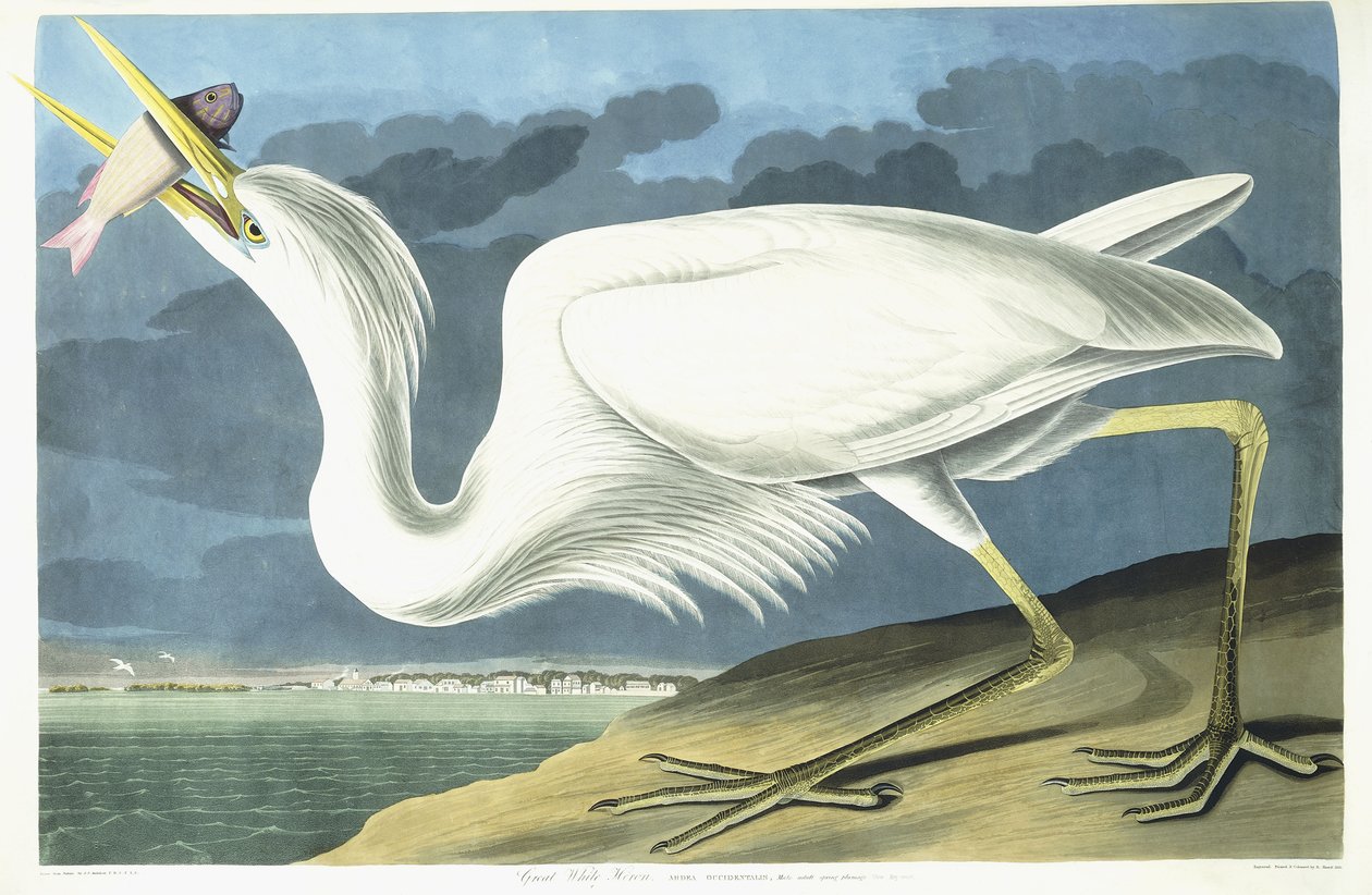 Nagy fehér gém, hím felnőtt, tavaszi tollazat, 1835 alkotó: John James Audubon