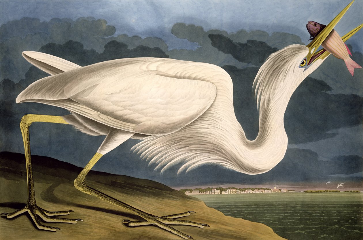 Nagy fehér gém, az Amerika madaraiból, vésette Robert Havell (1793-1878) 1835 alkotó: John James Audubon