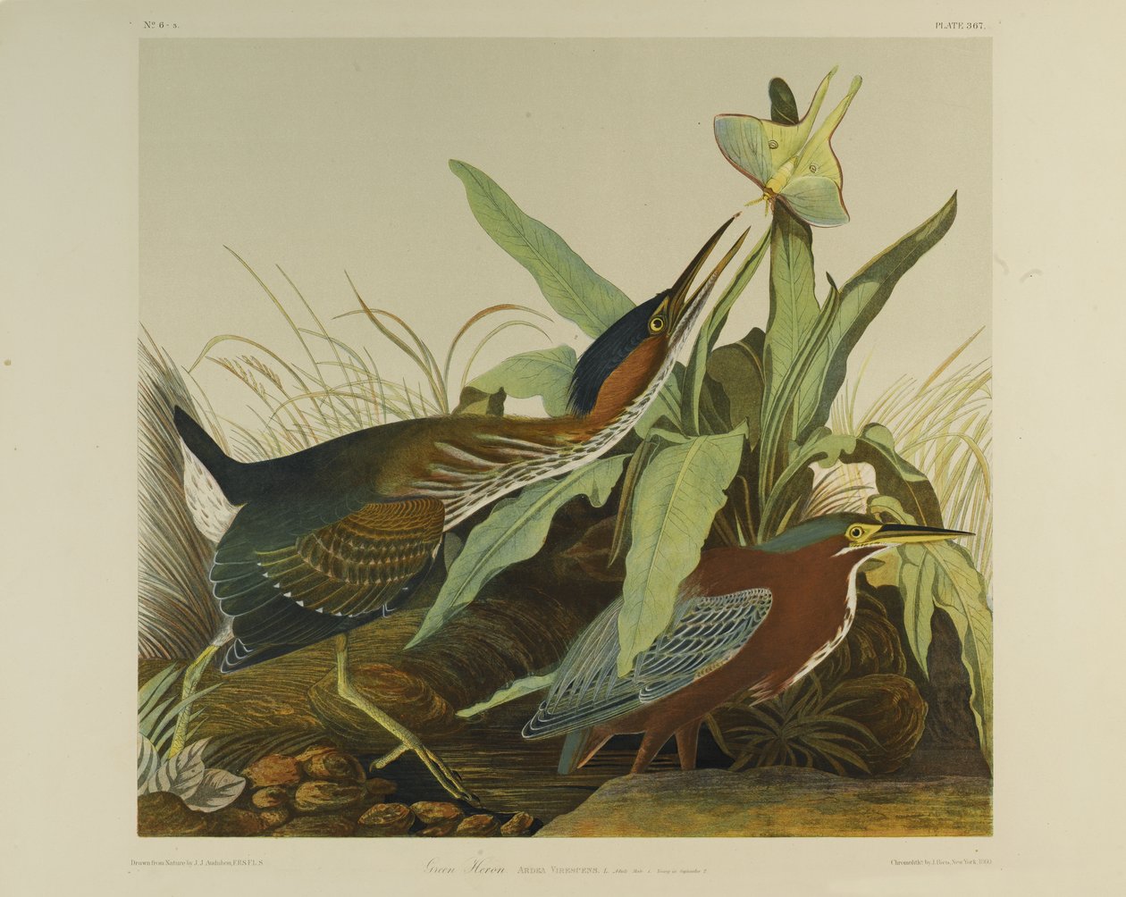 Green Heron, nyomta Julien Bien és adta ki Roe Lockwood & Son, 1861 (kromolitográfia) alkotó: John James Audubon