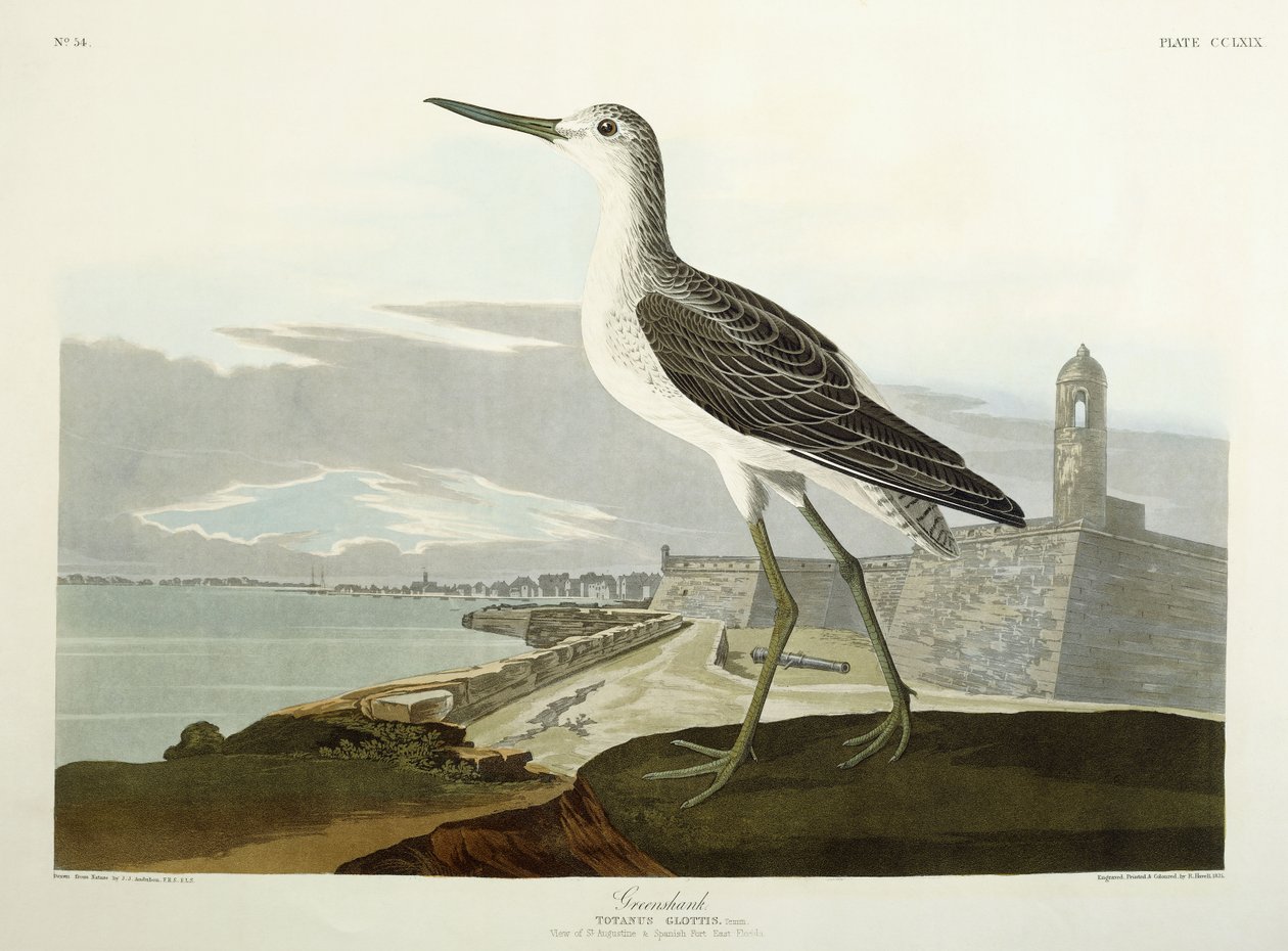 Greenshank, View of the St, 1835 alkotó: John James Audubon