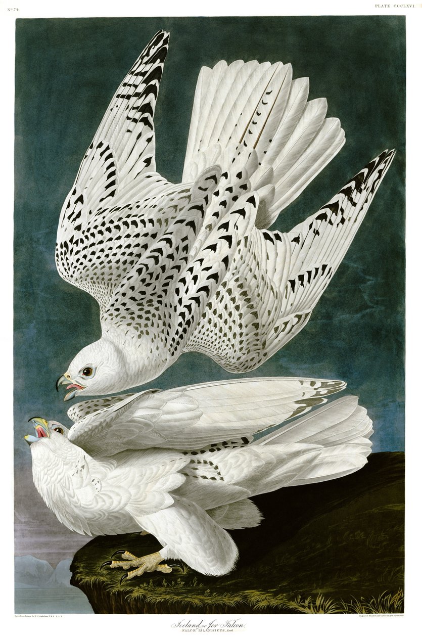 Gyrfalcon , Falco rusticolus, kézzel színezett metszet alkotó: John James Audubon