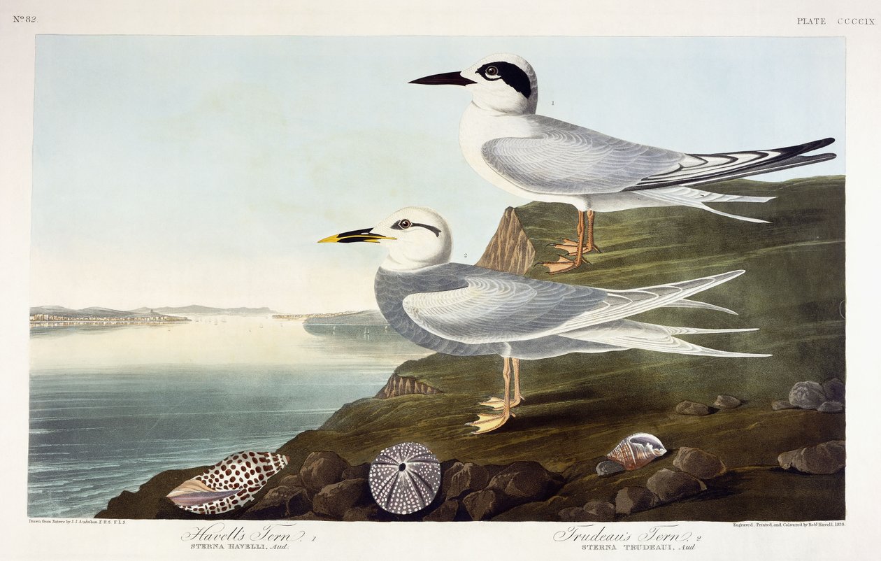 Havell csér és Trudeau csér, 1838 alkotó: John James Audubon