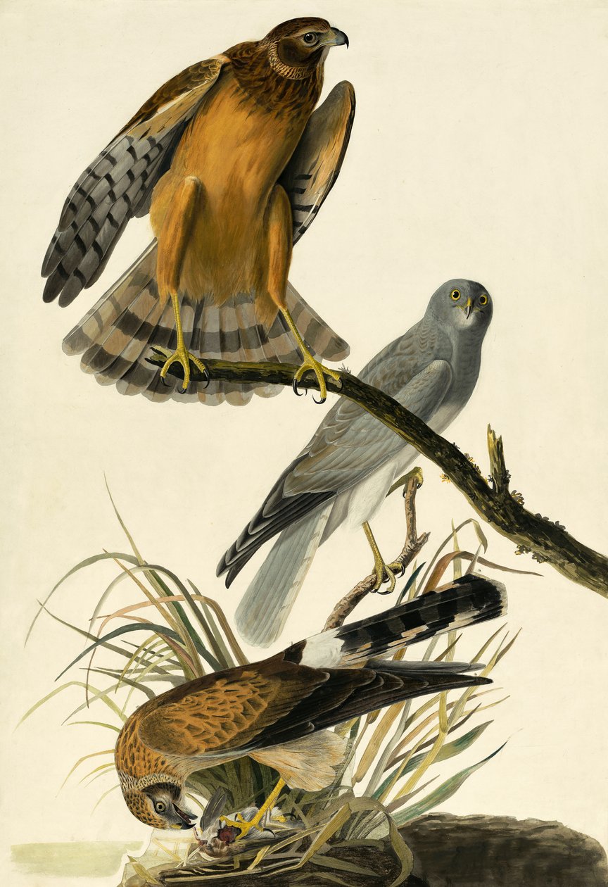 Hen Harrier, Circus Cyaneus, a "The Birds of America"-ból, John J. Audubon, pub. 1827-38 alkotó: John James Audubon