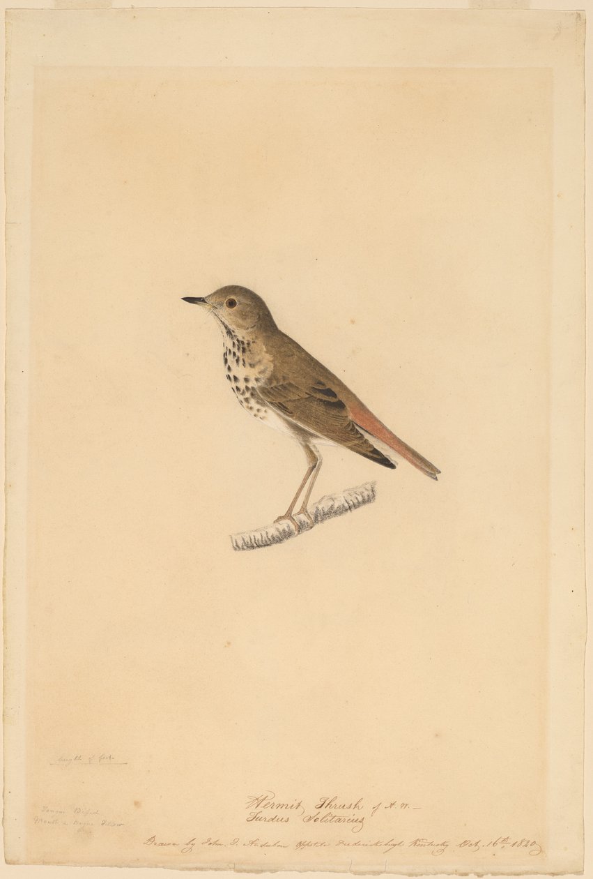 Remete rigó alkotó: John James Audubon