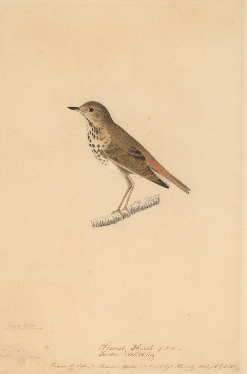 Remete rigó, 1820. alkotó: John James Audubon