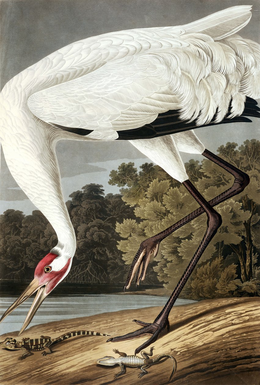 Hooping Crane, Grus Americana, a "The Birds of America"-ból, John J. Audubon, pub. 1827-38 alkotó: John James Audubon