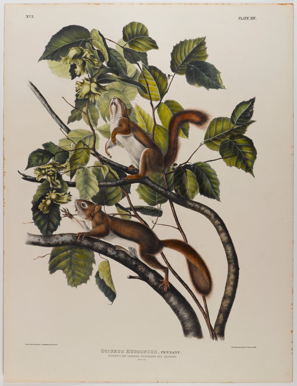 Hudson-öböli mókus alkotó: John James Audubon