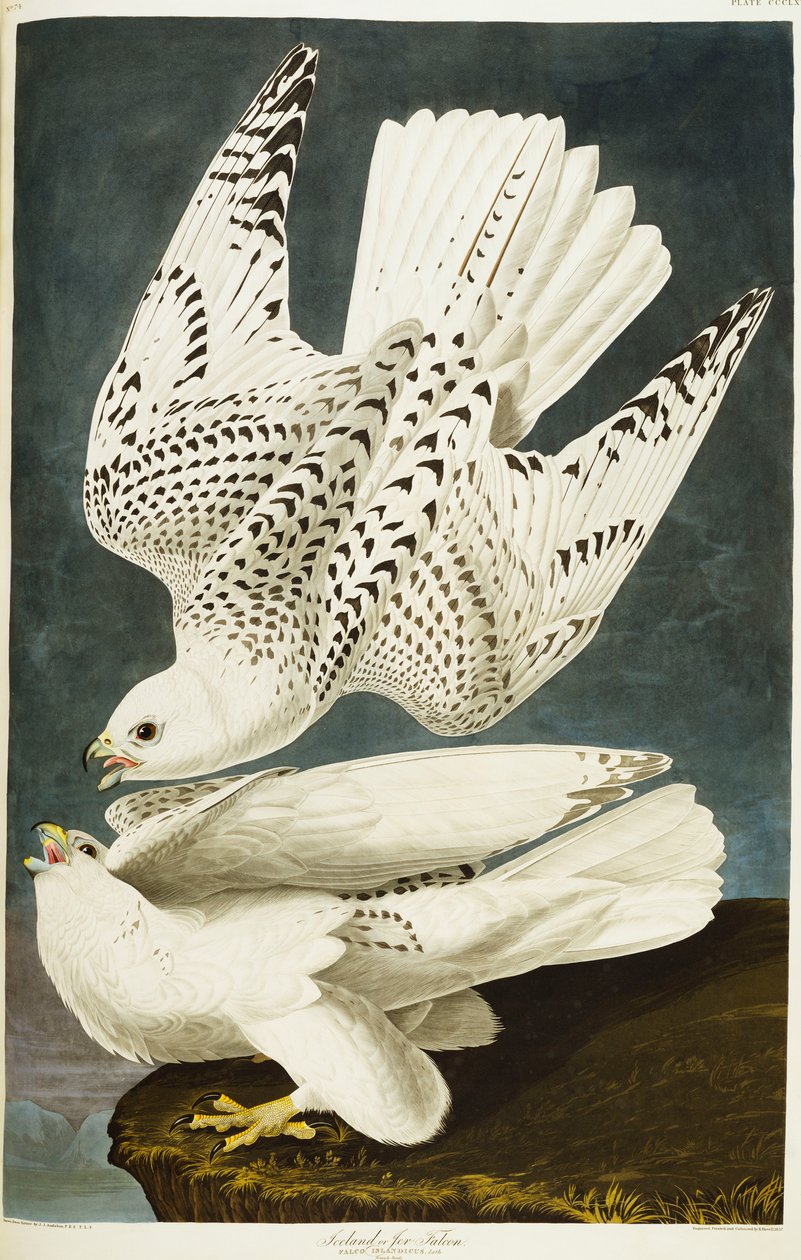 Izland vagy Jer Falcon. Gyrfalcon alkotó: John James Audubon