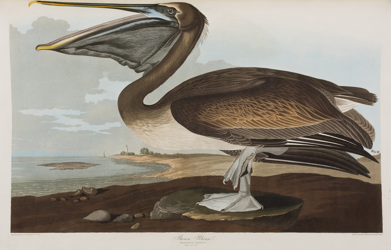 Illusztráció az "Amerika madarai"-ból alkotó: John James Audubon