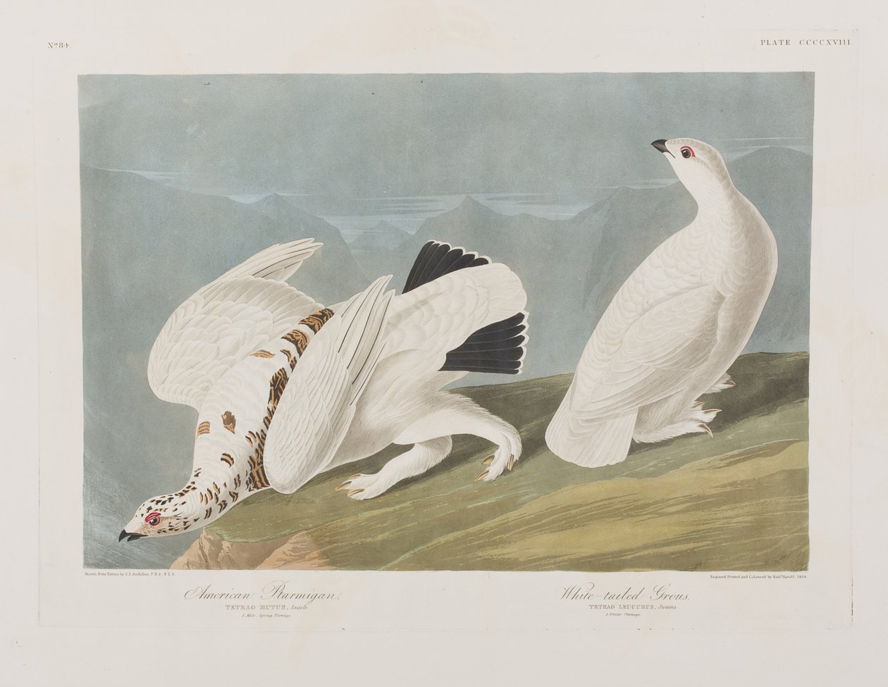 Illusztráció a "Birds of America"-ból alkotó: John James Audubon