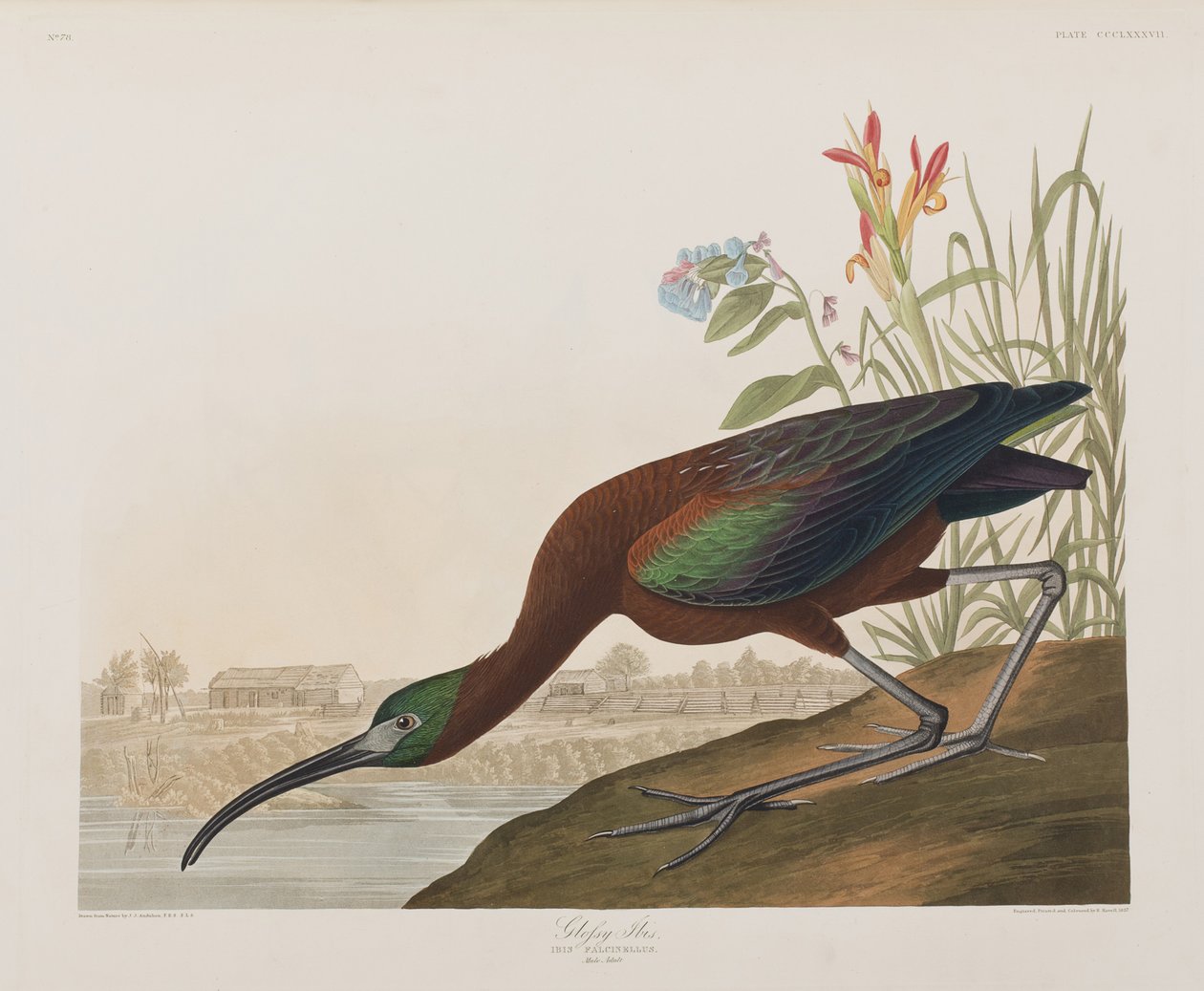 Illusztráció a "Birds of America"-ból alkotó: John James Audubon