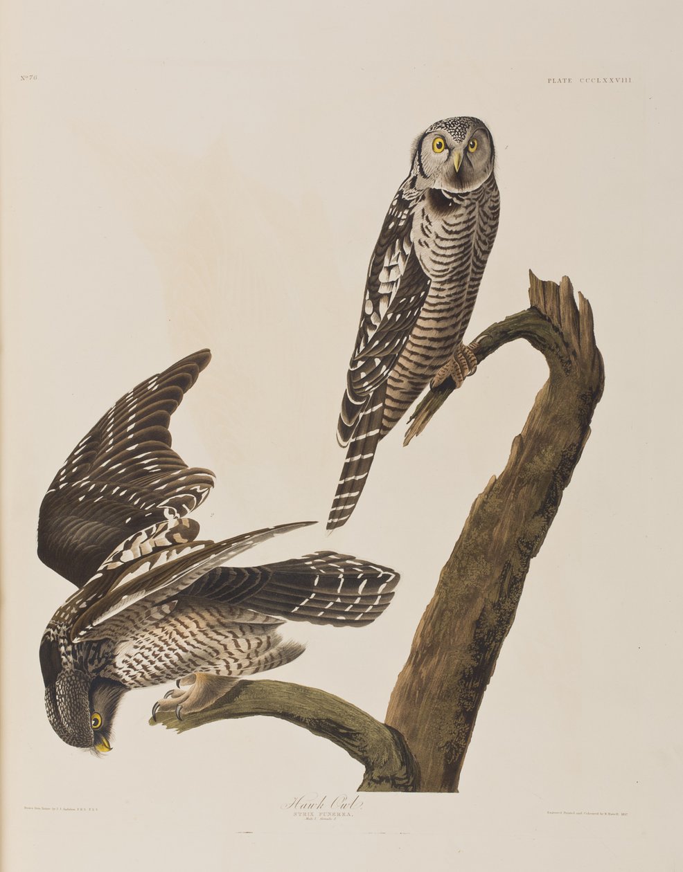 Illusztráció a "Birds of America"-ból alkotó: John James Audubon