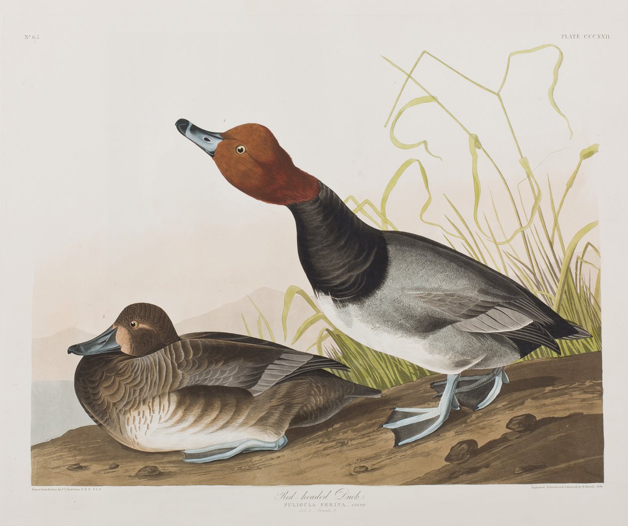 Illusztráció a "Birds of America"-ból alkotó: John James Audubon