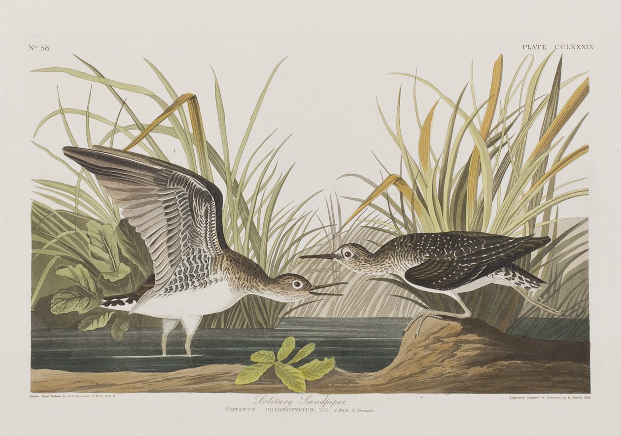 Illusztráció a "Birds of America"-ból alkotó: John James Audubon