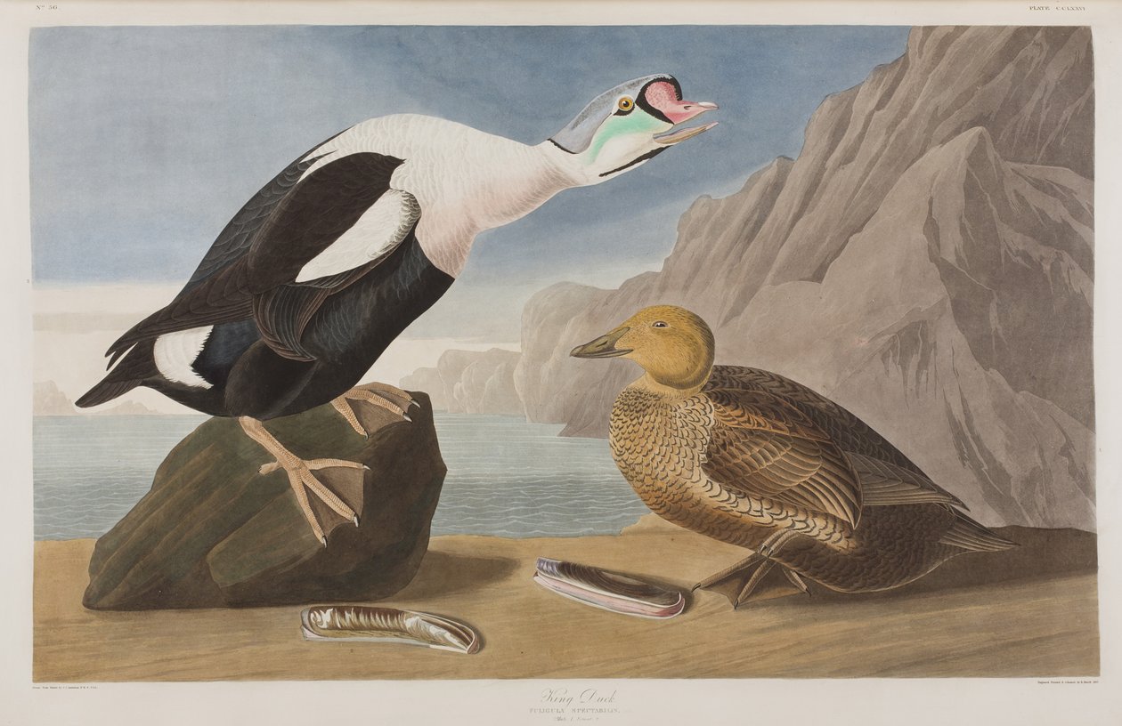 Illusztráció a "Birds of America"-ból alkotó: John James Audubon