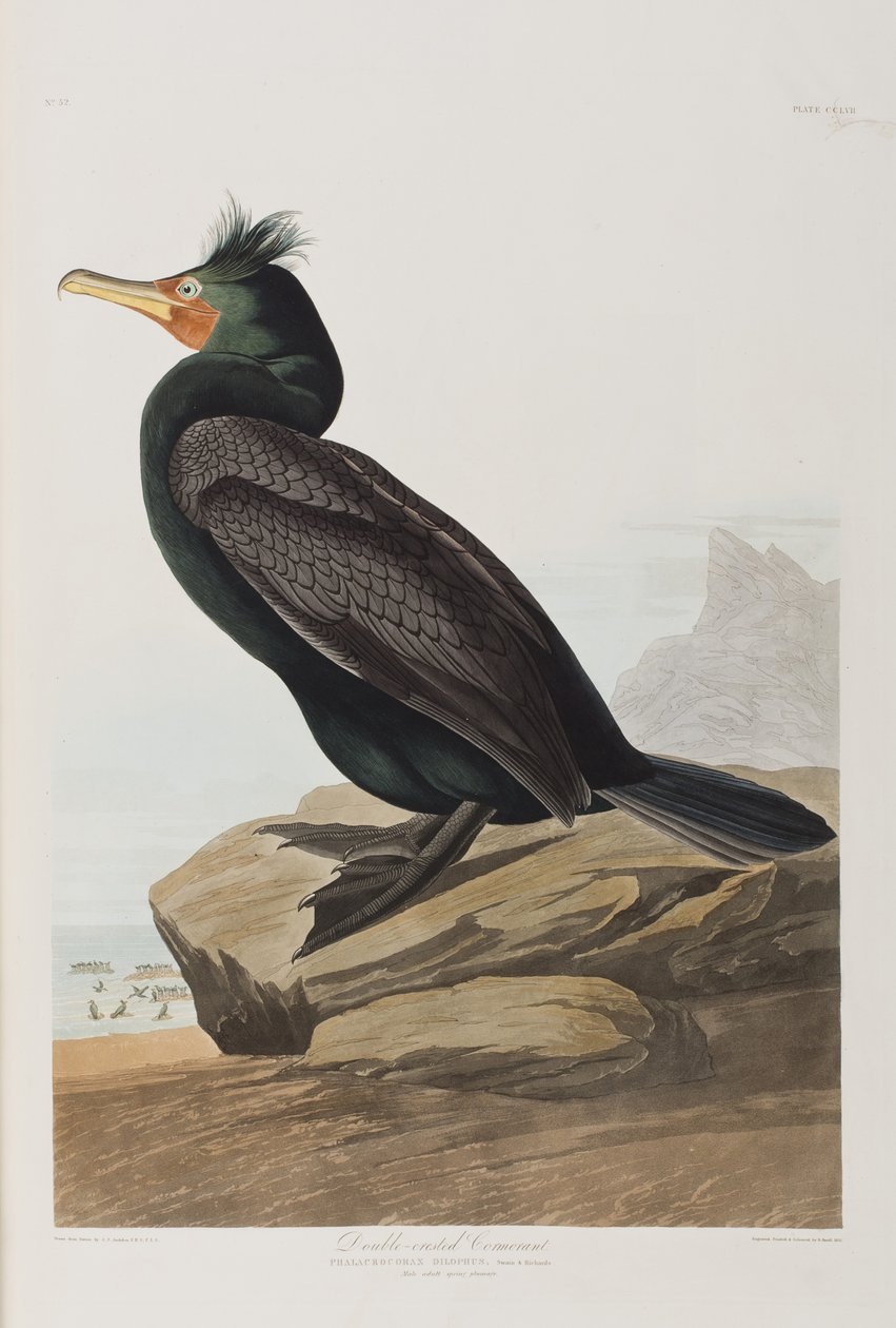 Illusztráció a "Birds of America"-ból alkotó: John James Audubon