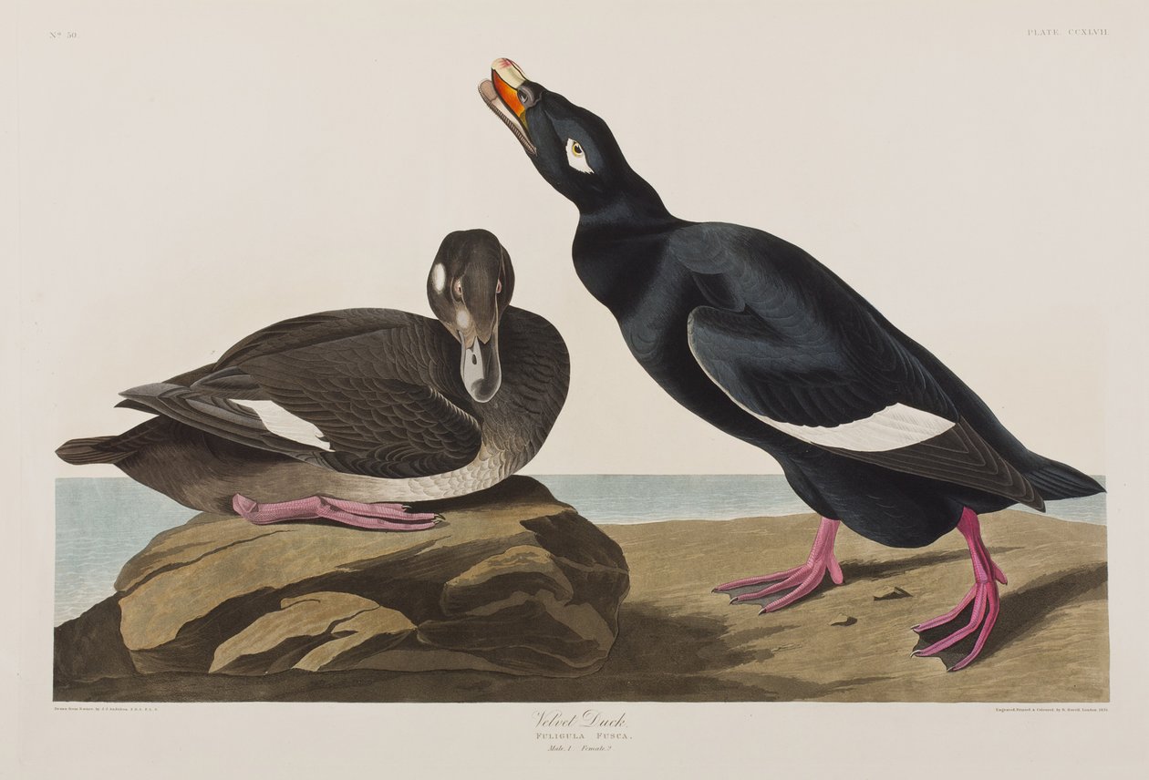 Illusztráció a "Birds of America"-ból alkotó: John James Audubon