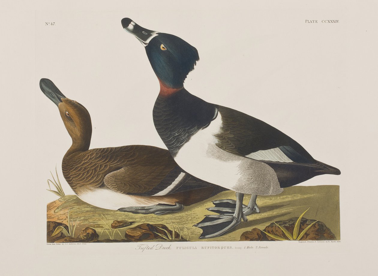 Illusztráció a "Birds of America"-ból alkotó: John James Audubon
