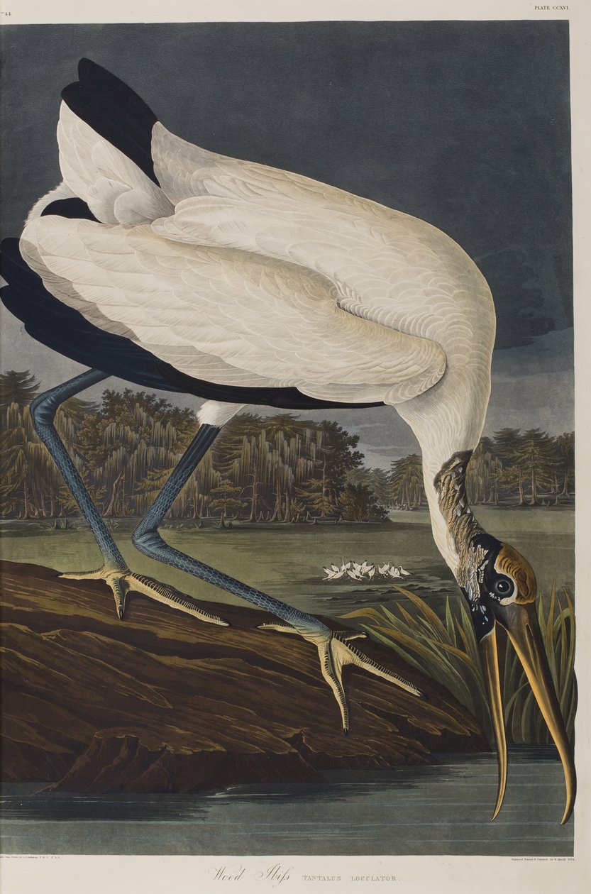 Illusztráció a "Birds of America"-ból alkotó: John James Audubon