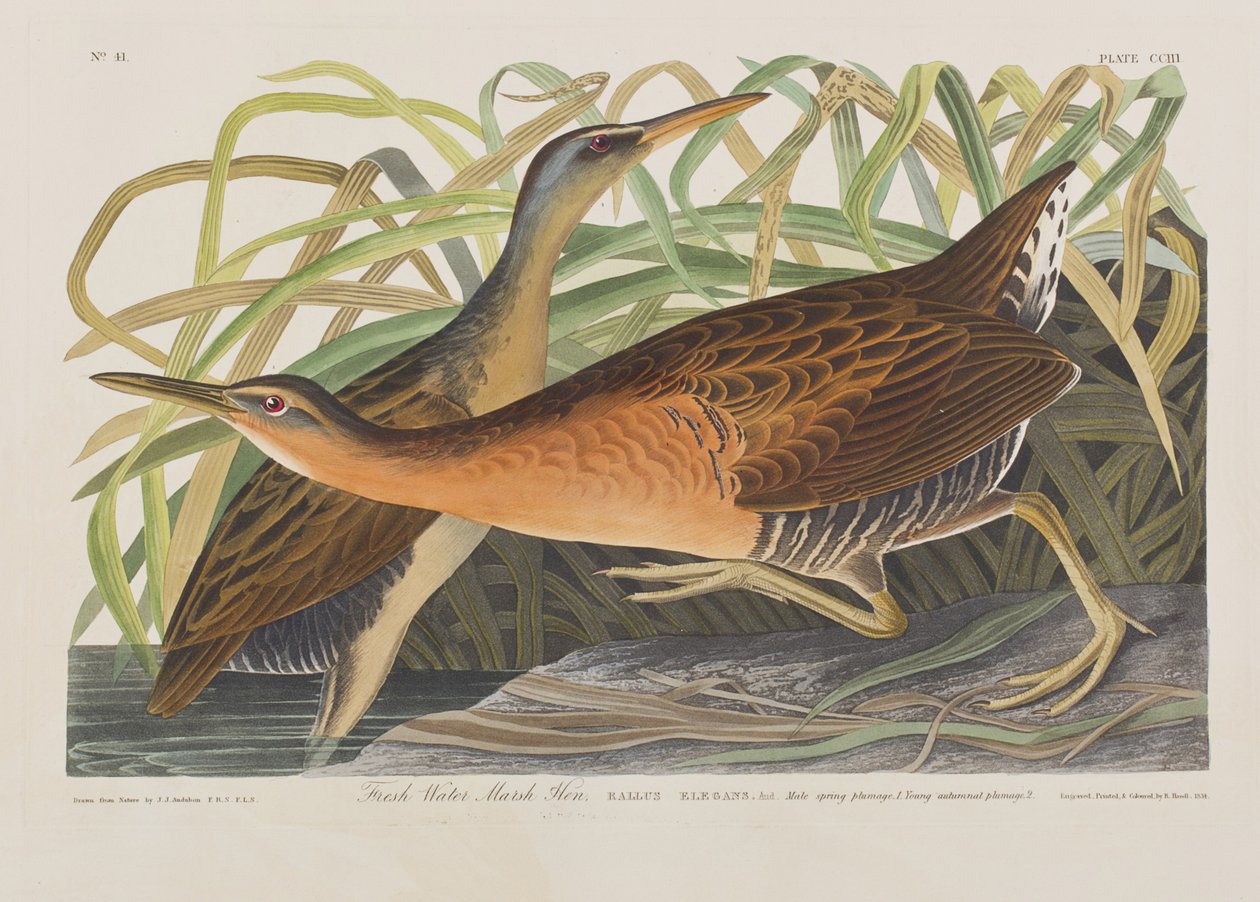 Illusztráció a "Birds of America"-ból alkotó: John James Audubon