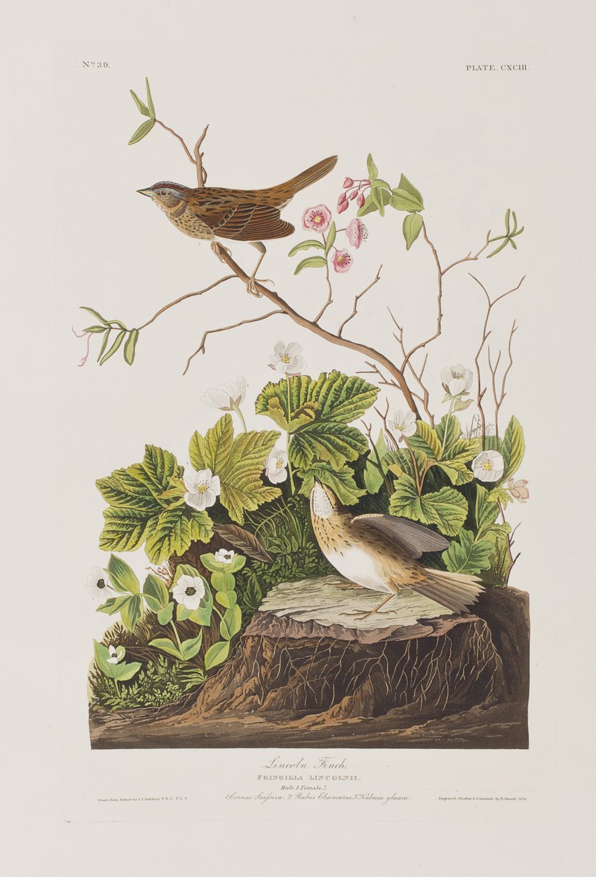 Illusztráció az "Amerika madarai"-ból alkotó: John James Audubon