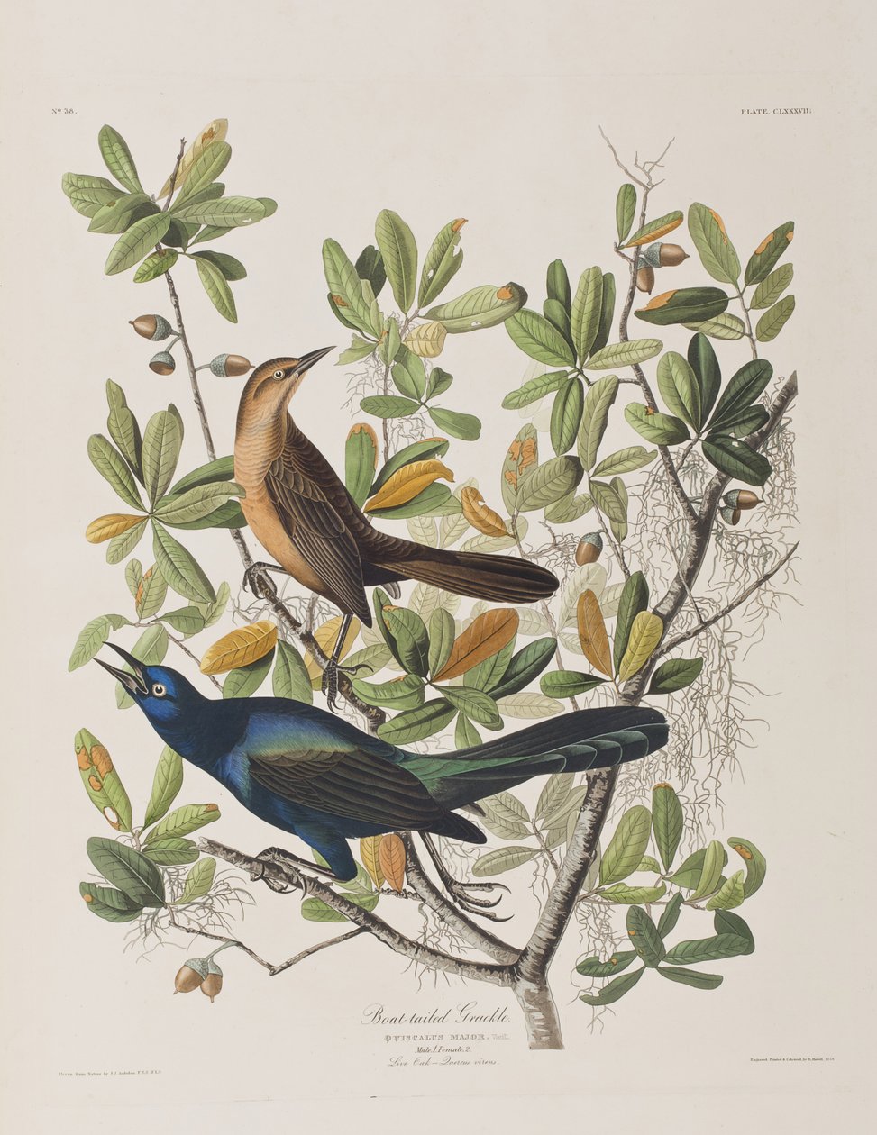 Illusztráció a "Birds of America"-ból alkotó: John James Audubon