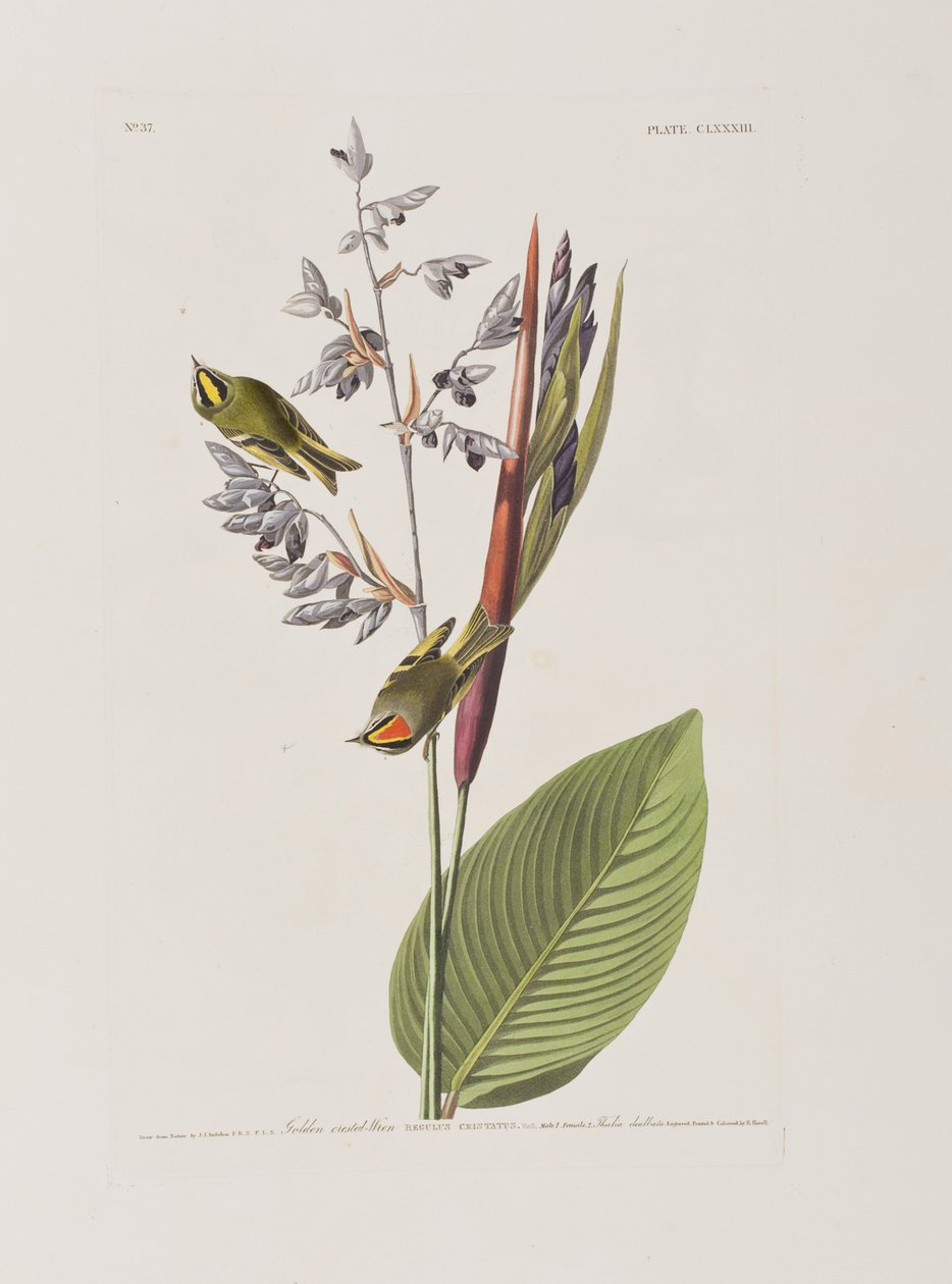 Illusztráció a "Birds of America"-ból alkotó: John James Audubon