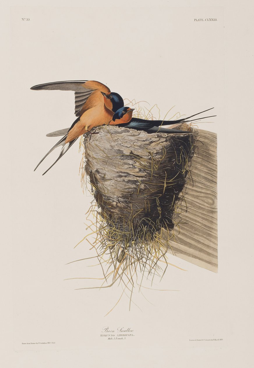 Illusztráció a "Birds of America"-ból alkotó: John James Audubon