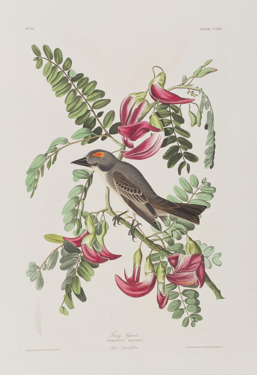 Illusztráció a "Birds of America"-ból alkotó: John James Audubon