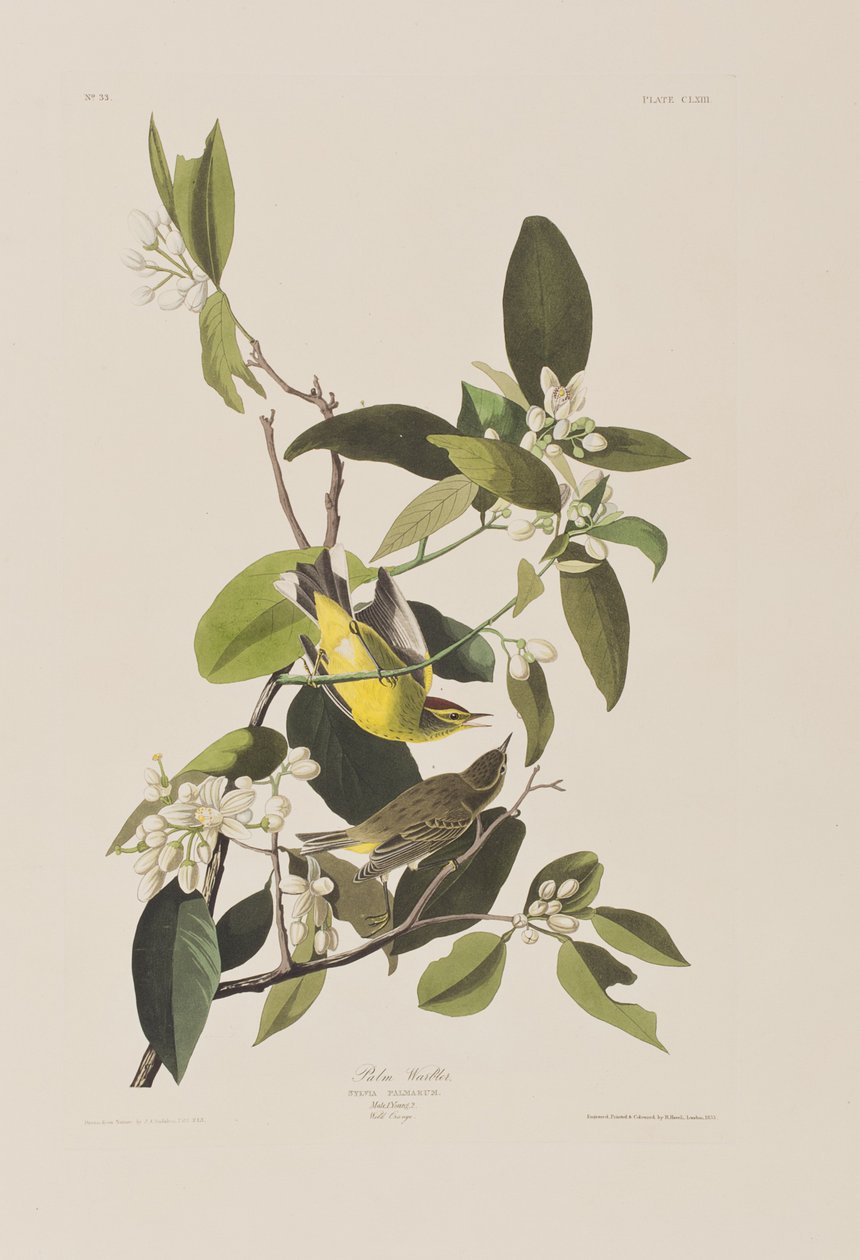 Illusztráció a "Birds of America"-ból alkotó: John James Audubon