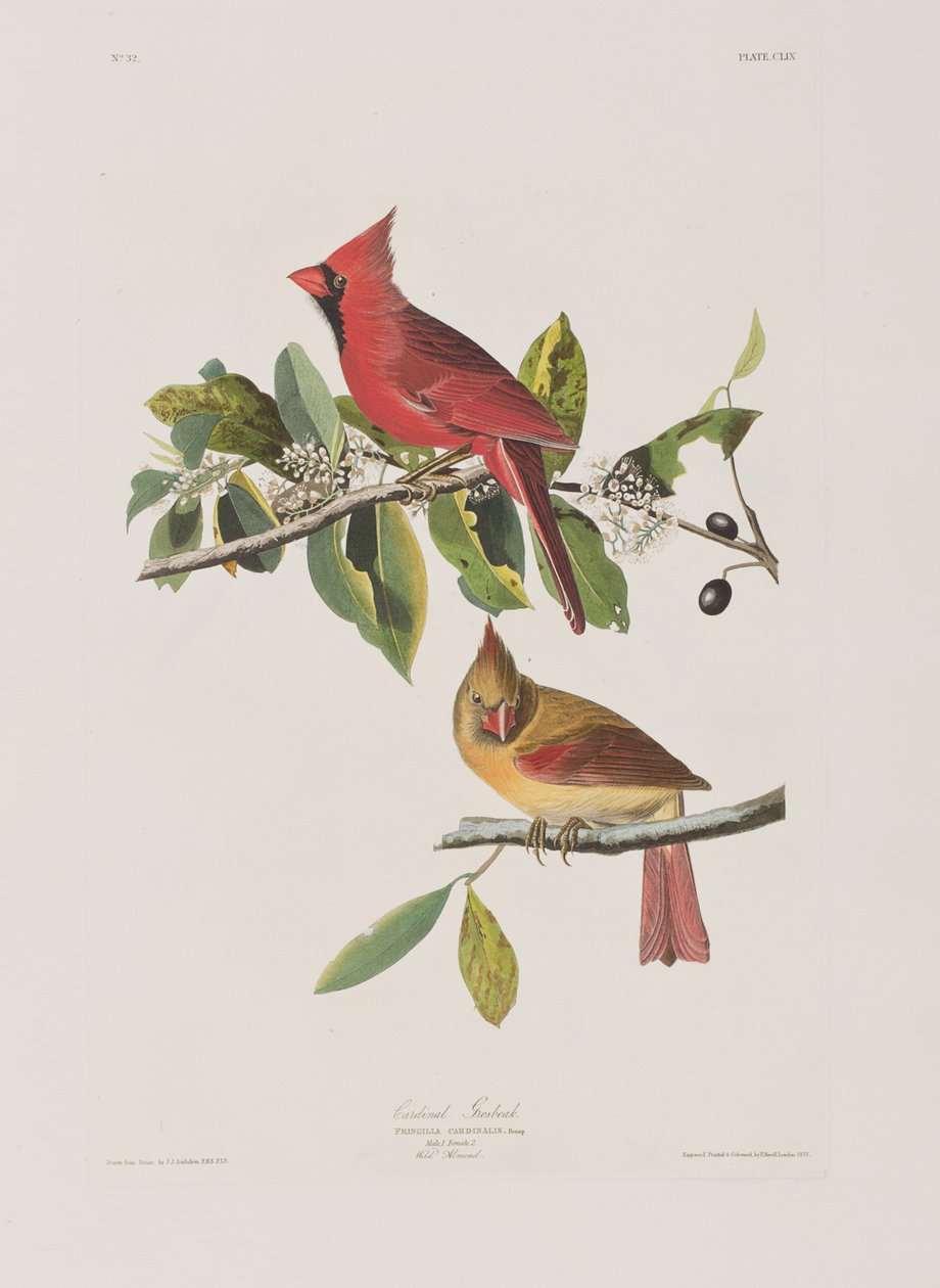 Illusztráció a "Birds of America"-ból alkotó: John James Audubon