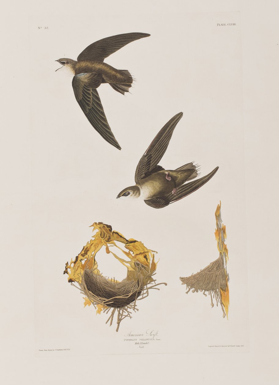 Illusztráció a "Birds of America"-ból alkotó: John James Audubon