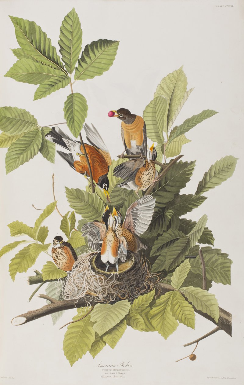 Illusztráció a "Birds of America"-ból alkotó: John James Audubon