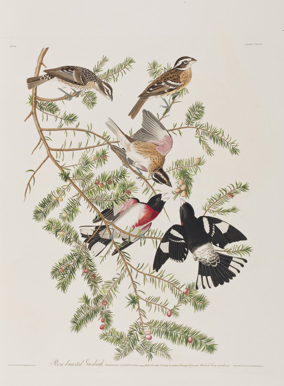 Illusztráció a "Birds of America"-ból alkotó: John James Audubon