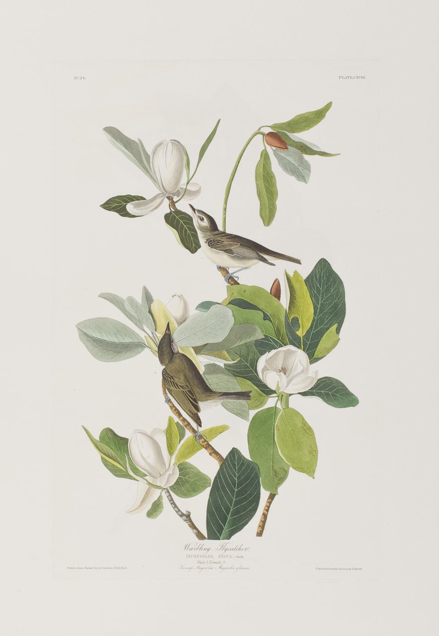 Illusztráció a "Birds of America"-ból alkotó: John James Audubon