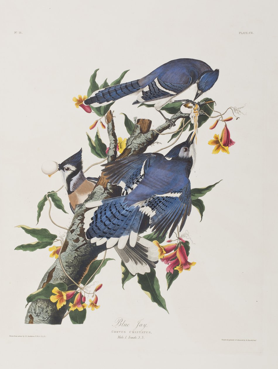 Illusztráció a "Birds of America"-ból alkotó: John James Audubon