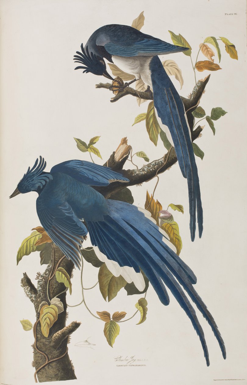 Illusztráció a "Birds of America"-ból alkotó: John James Audubon