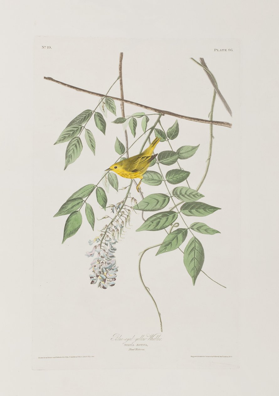 Illusztráció a "Birds of America"-ból alkotó: John James Audubon