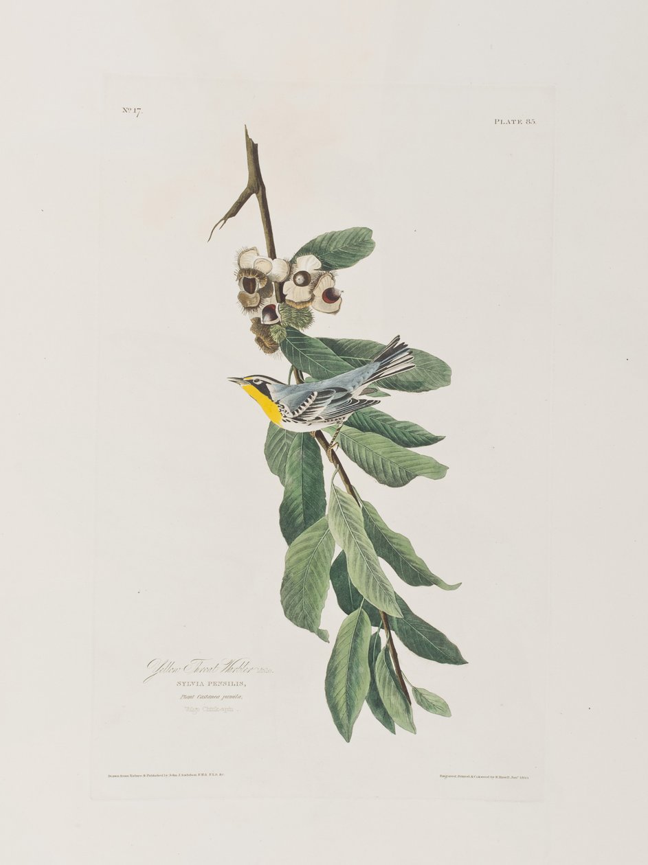 Illusztráció a "Birds of America"-ból alkotó: John James Audubon