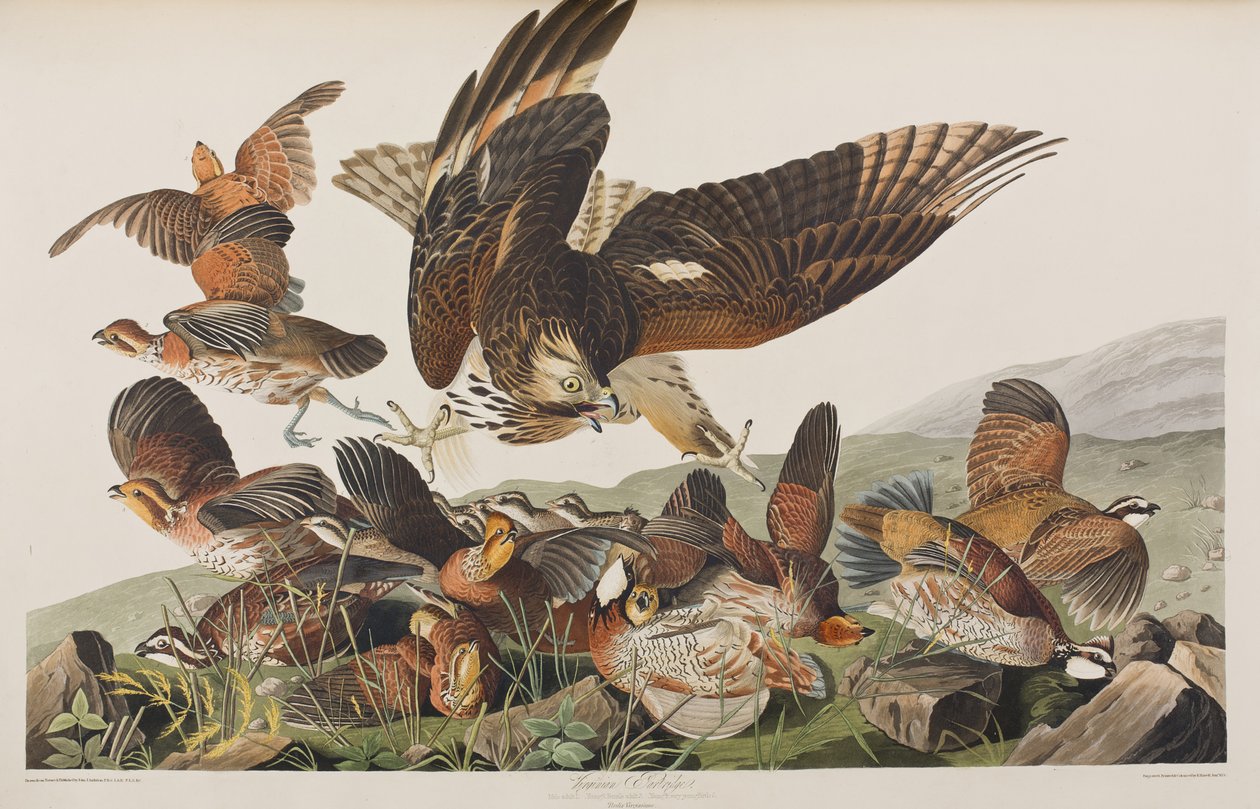 Illusztráció az "Amerika madarai"-ból alkotó: John James Audubon