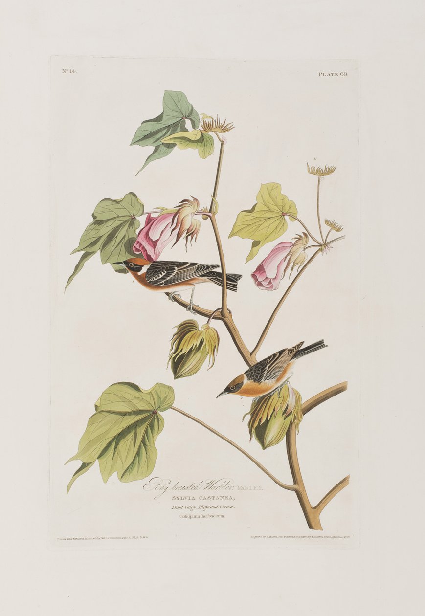 Illusztráció a "Birds of America"-ból alkotó: John James Audubon